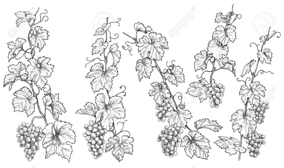 Лоза винограда Графика
