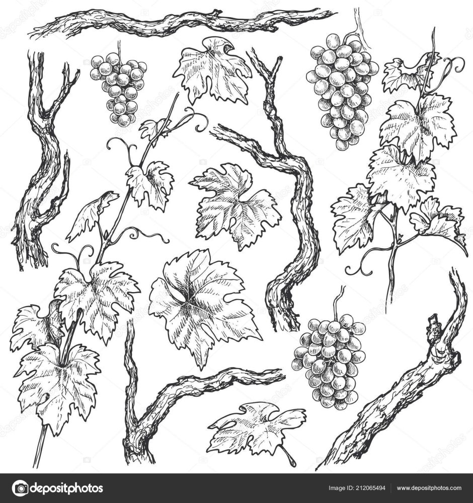 Стилизованное изображение винограда