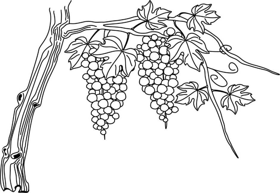Виноградная лоза эскиз