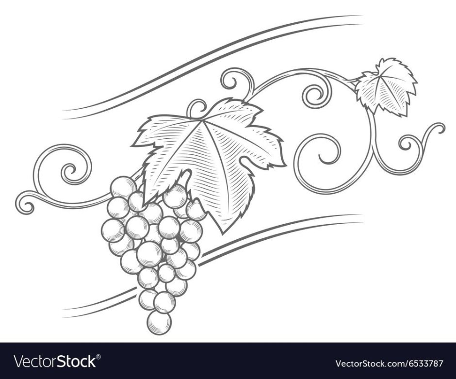 Листья лоза винограда вектор