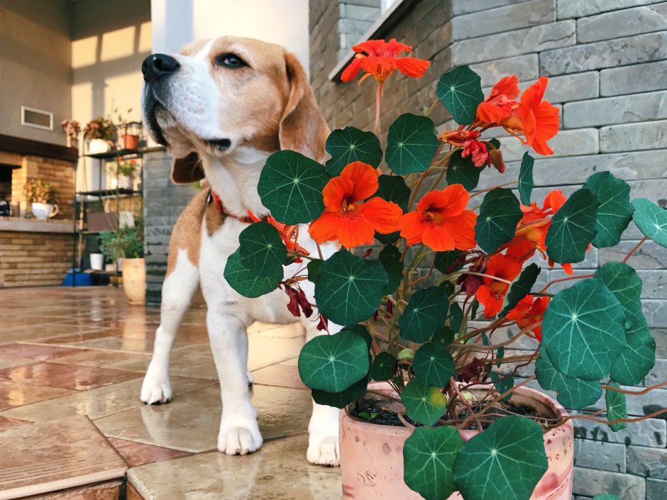 Собака и комнатные цветы