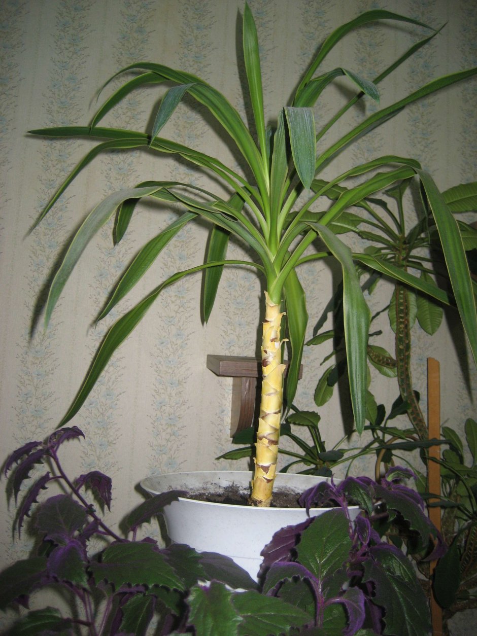 Комнатные растения Пальма Юкка