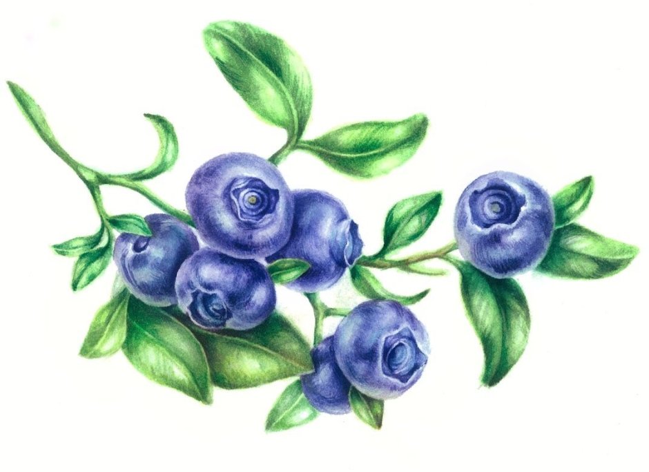 Голубика Ботаническая иллюстрация