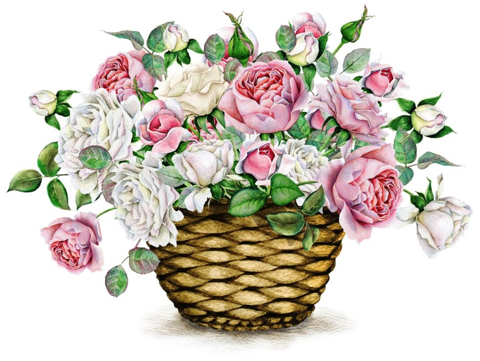 Букет роз на белом фоне