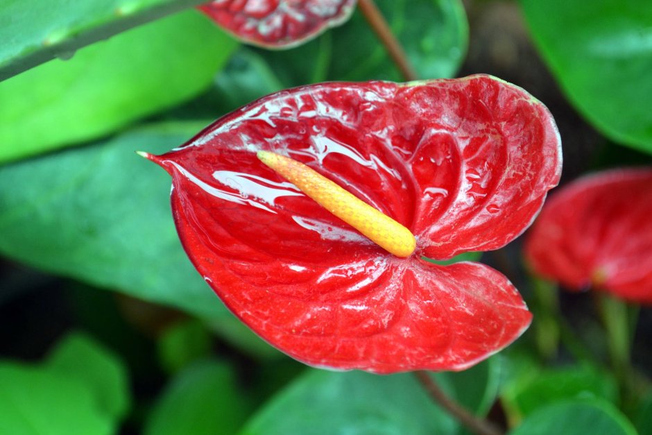 Красный Антуриум цветок