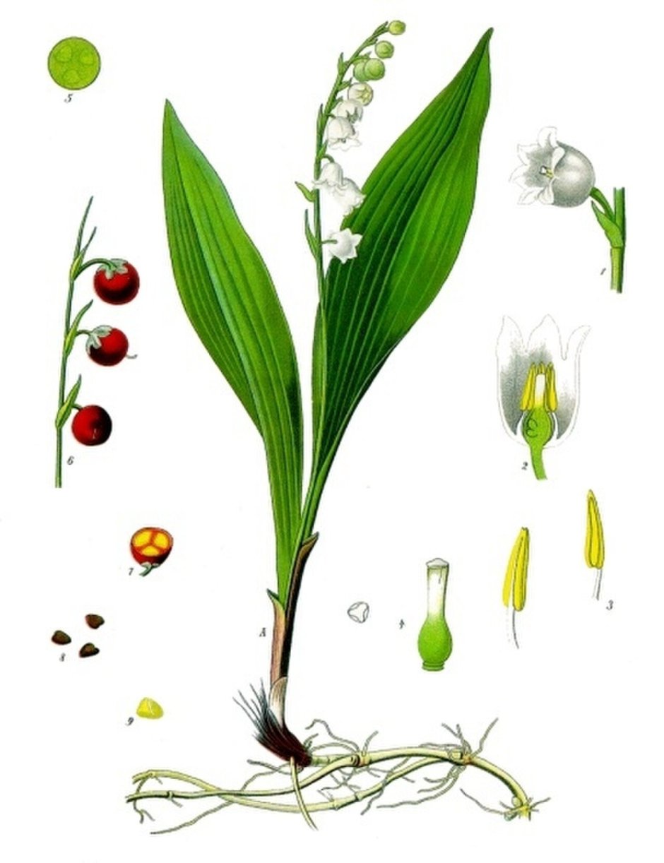 Ландыш Майский (Convallaria Majalis) фармакология