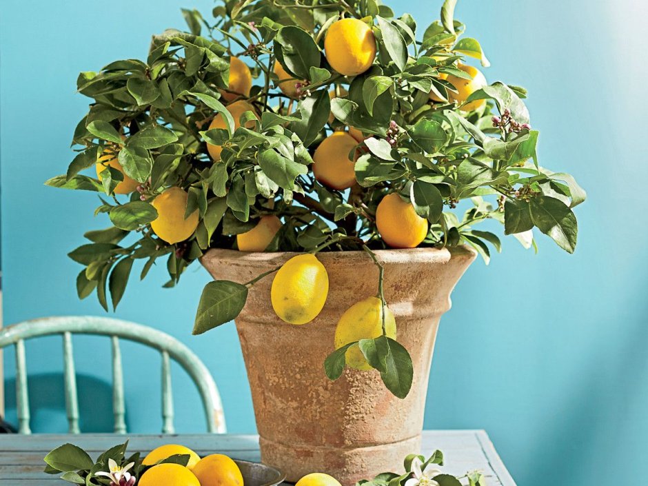 Lemon Tree (лимонное дерево)