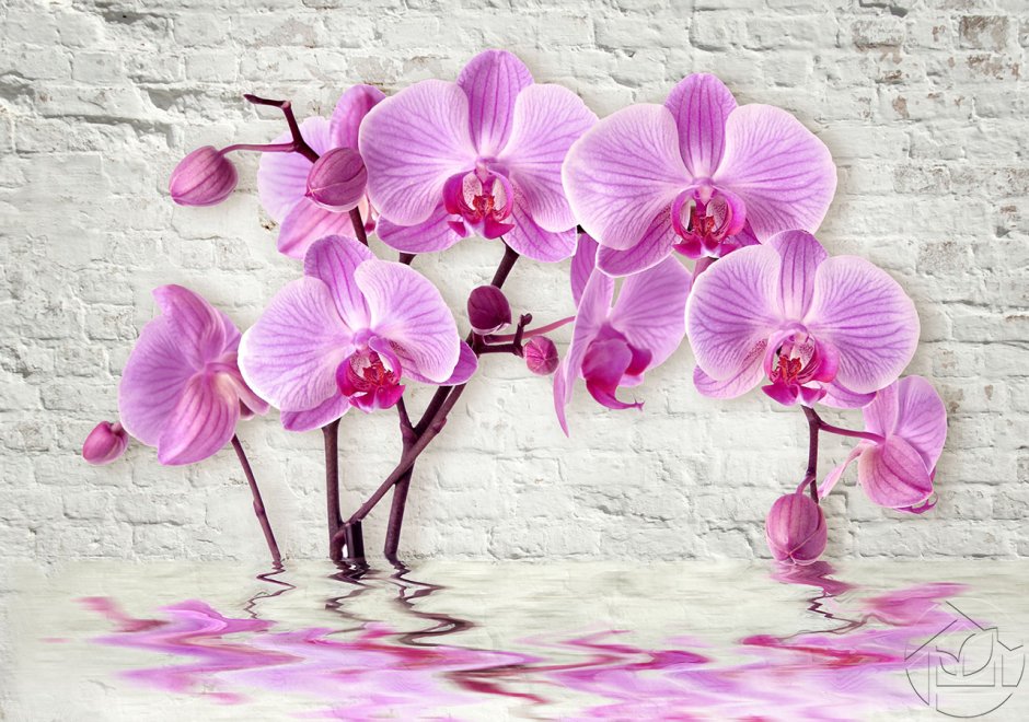 Орхидея фаленопсис Вишневая