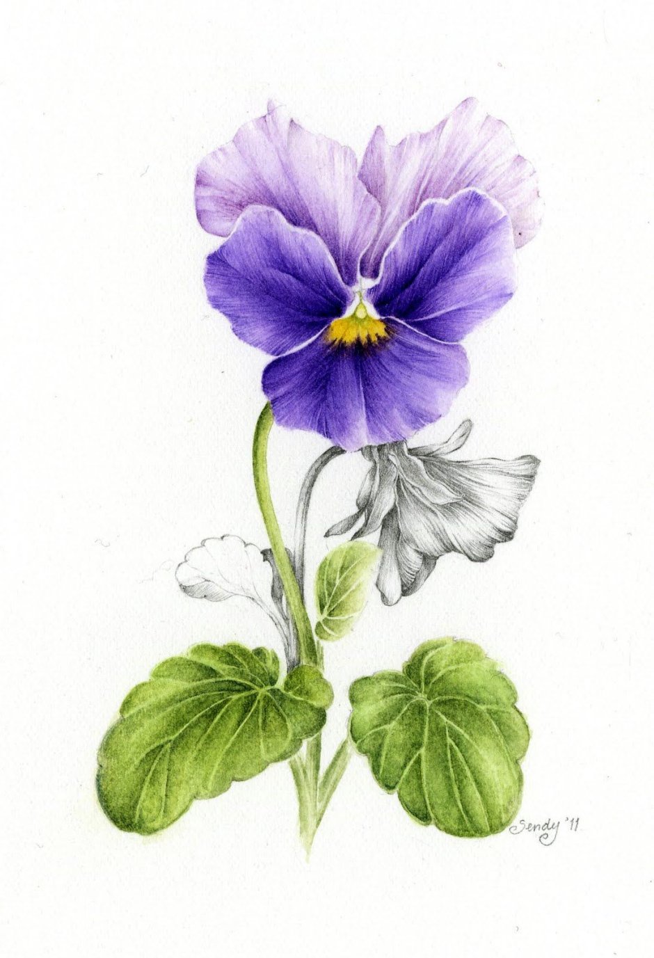 Фиалка Виттрока Ботаническая иллюстрация