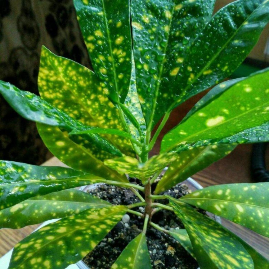 Кротон аукуба растение