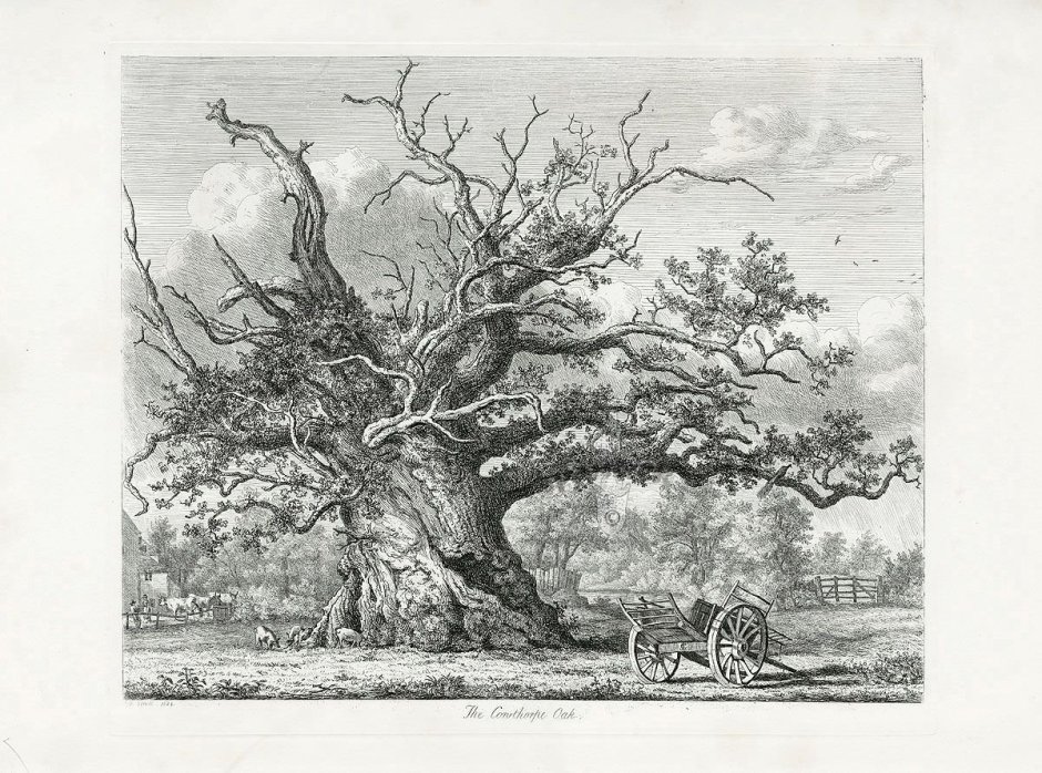 Большое дерево гравюра