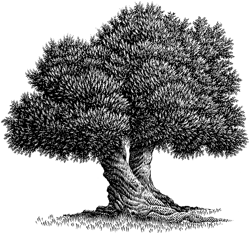 Дерево гравюра