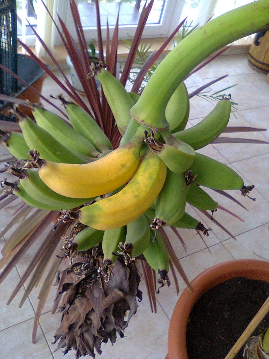 Банан Тропикана цветок
