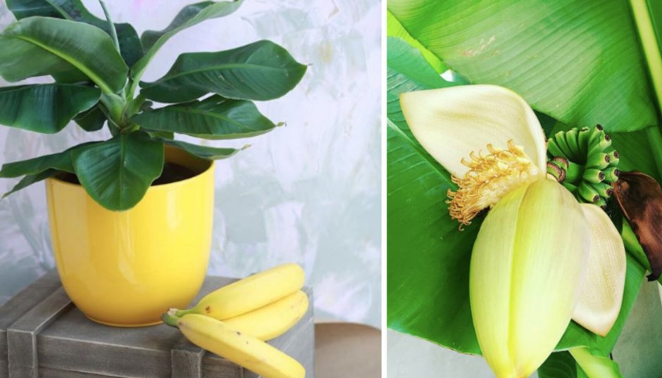 Плоды банана Кавендиш