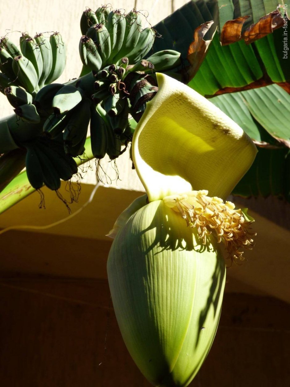 Домашний цветок банан