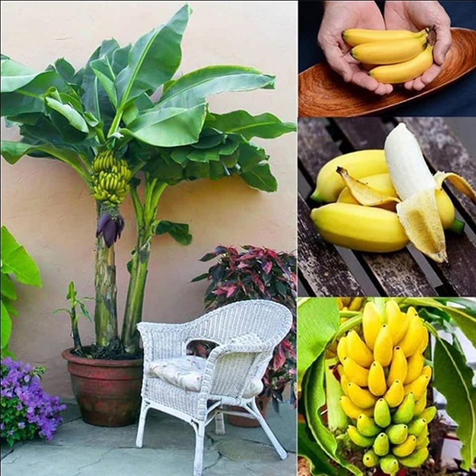 Банан Тропикана комнатный