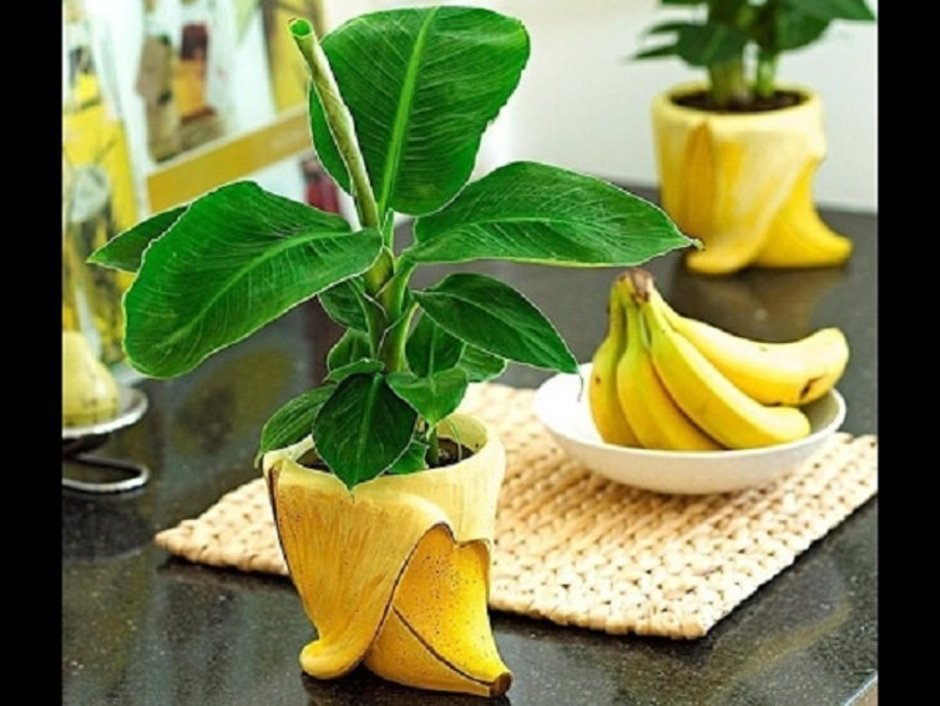 Банан комнатное растение