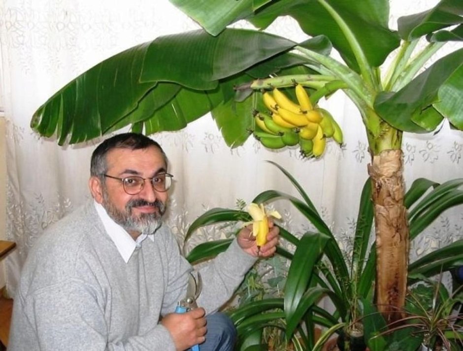 Муса Тропикана банан комнатный
