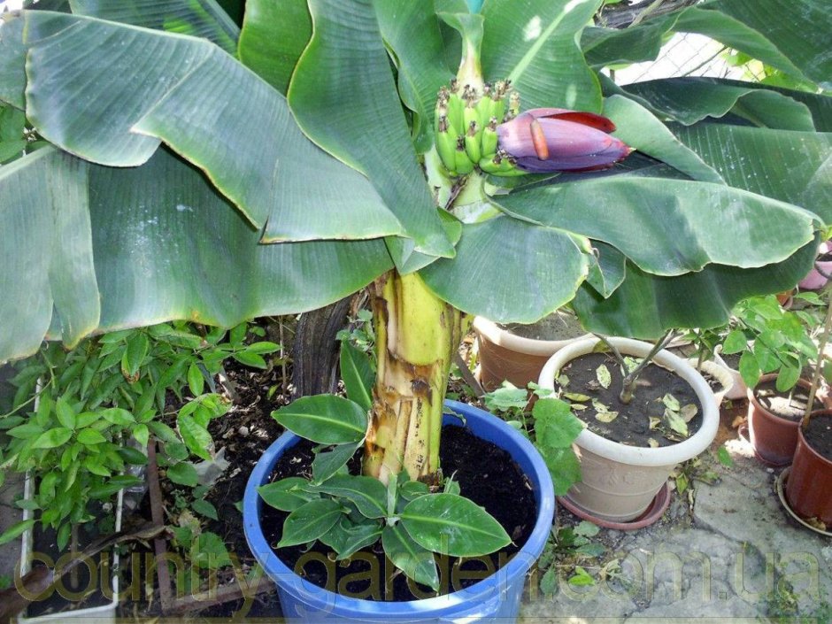 Кавендиш банановое дерево