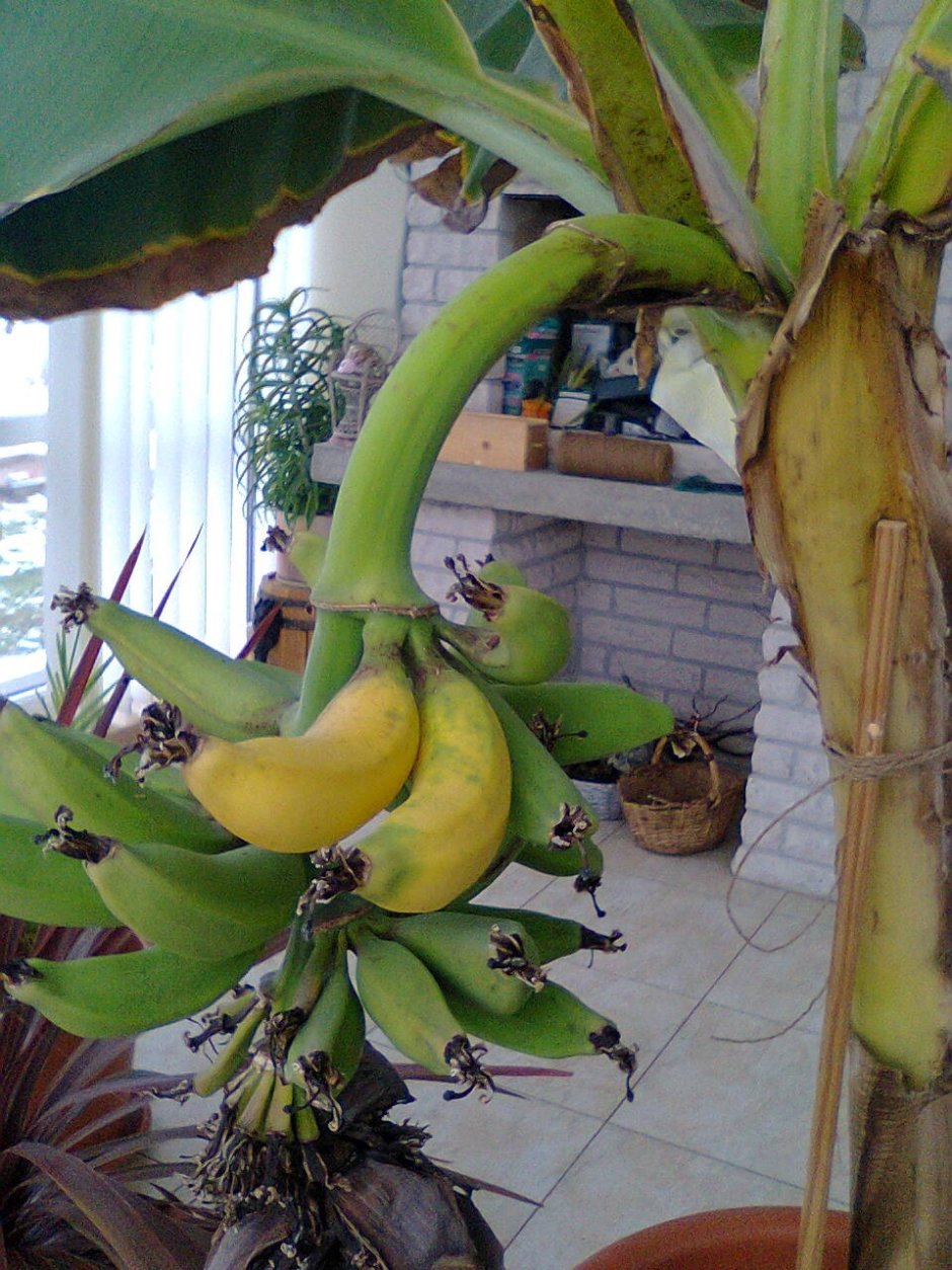 Карликовый банан