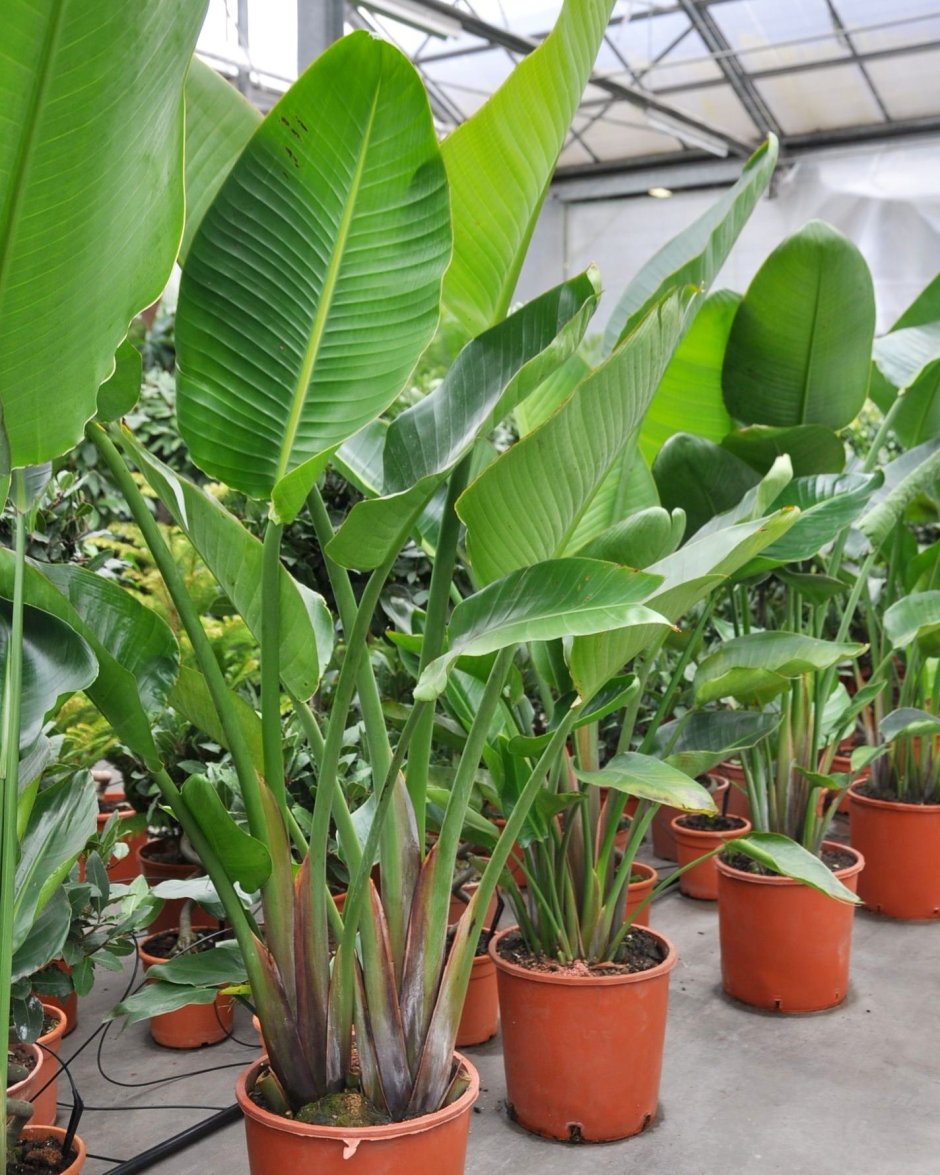 Банан комнатное растение
