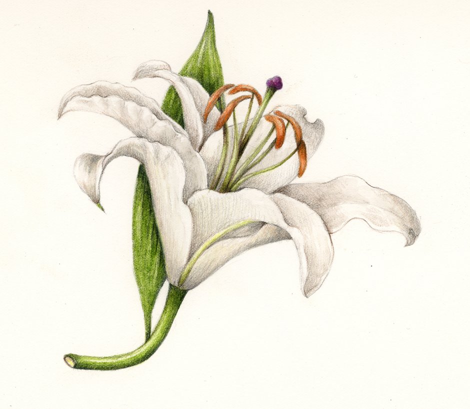 Ботаническая иллюстрация акварель кувшинки
