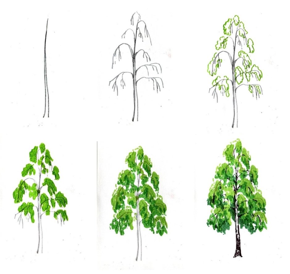 Этапы рисования дерева