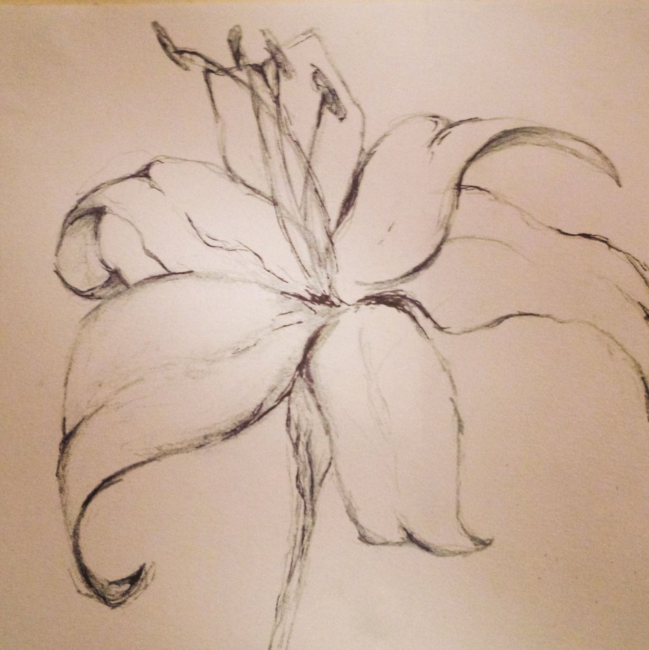 Лилии рисунок карандашом