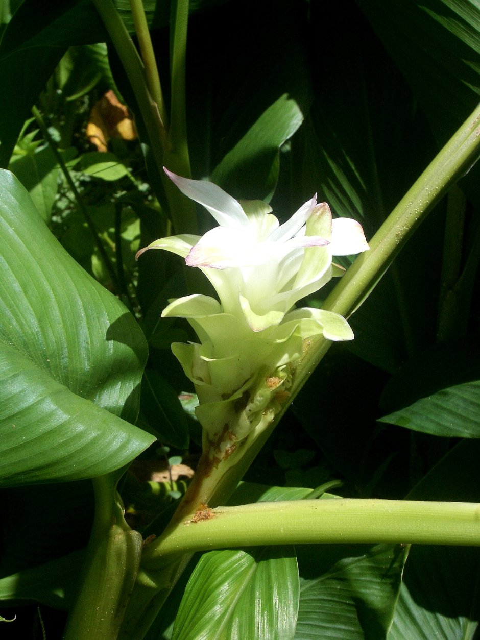 Куркума белая цветок