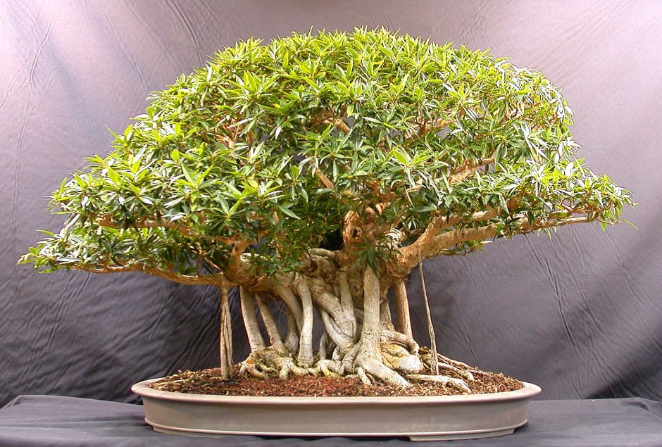 Манго дерево бонсай