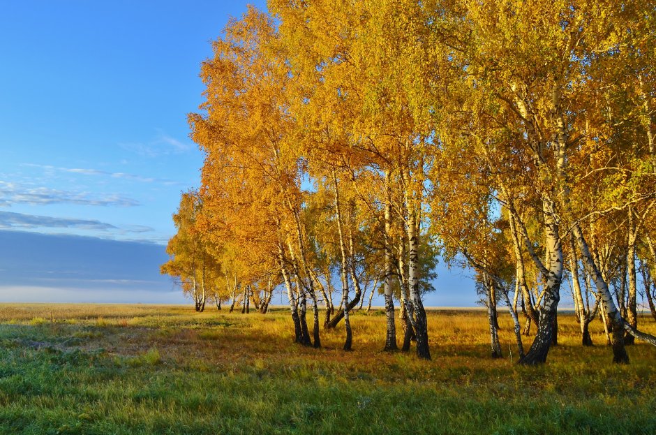 Золотая береза в Монголии