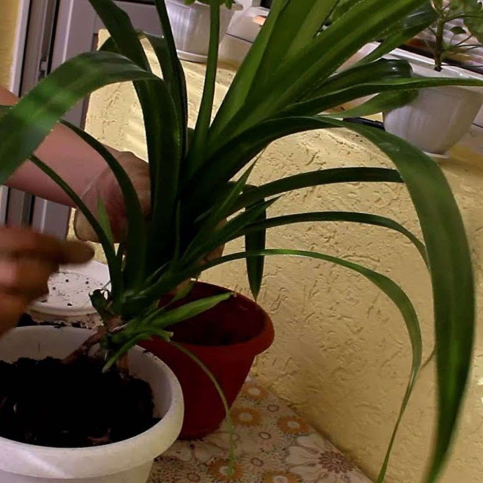 Жестколистные тропическое комнатные растения семейства