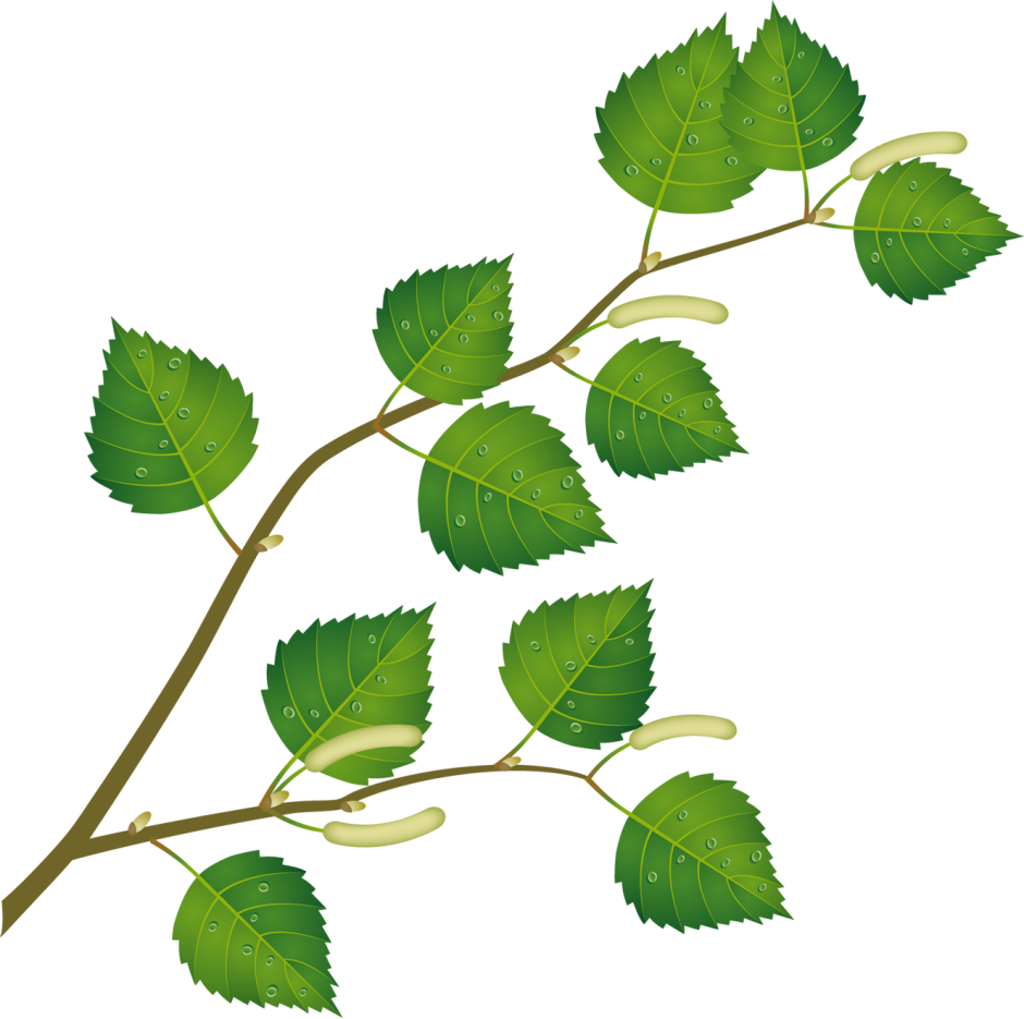 Веточка лиственного дерева