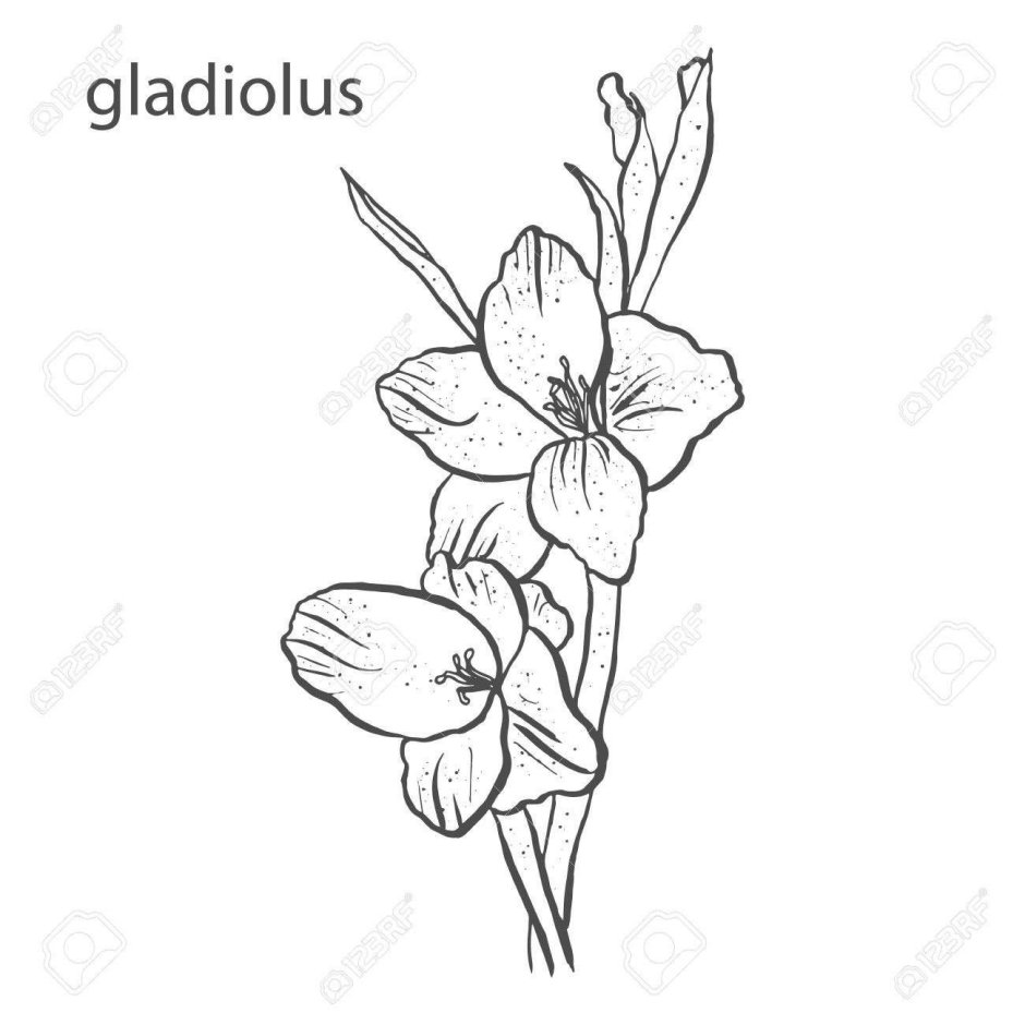 Гладиолус цветок раскраска для детей