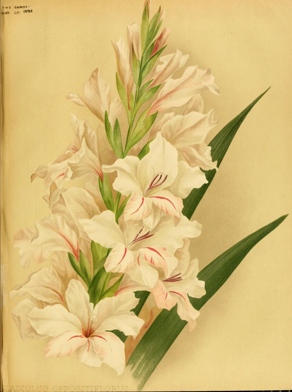 Гладиолус Ботаническая иллюстрация