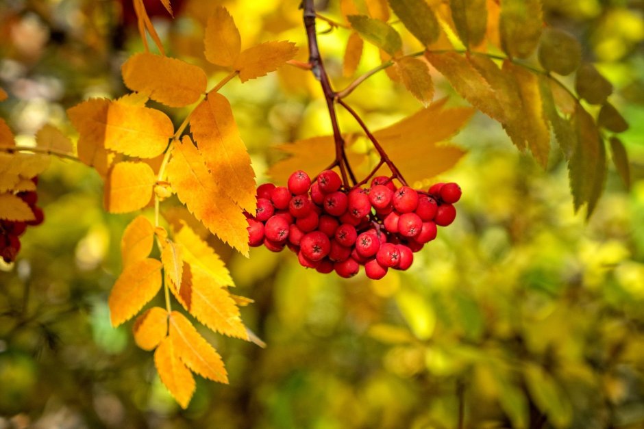 Осенние листья рябины с ягодами