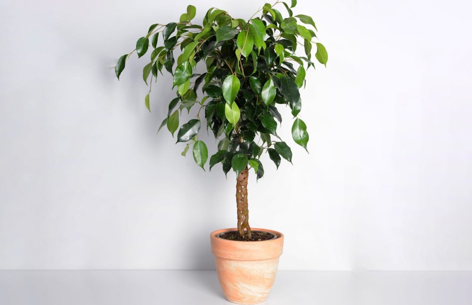 Ficus benjamina l.- фикус Бенджамина