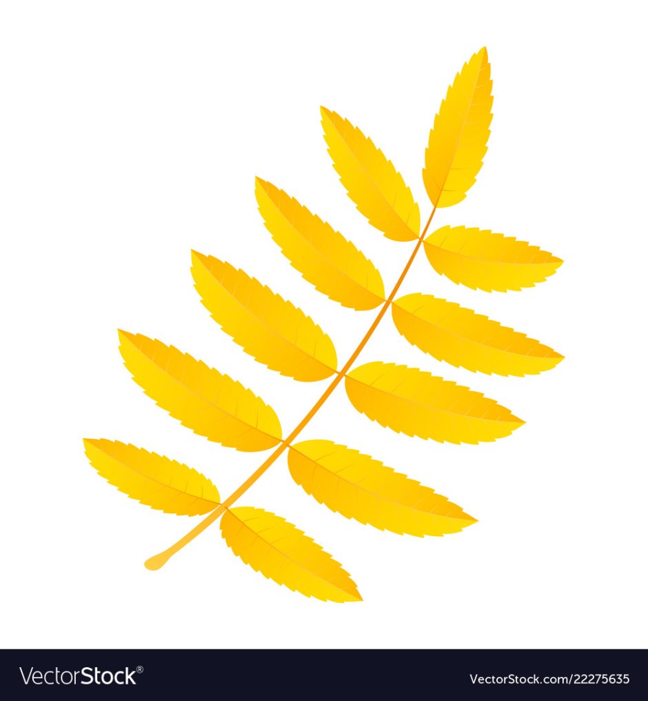 Рябина с желтыми листьями