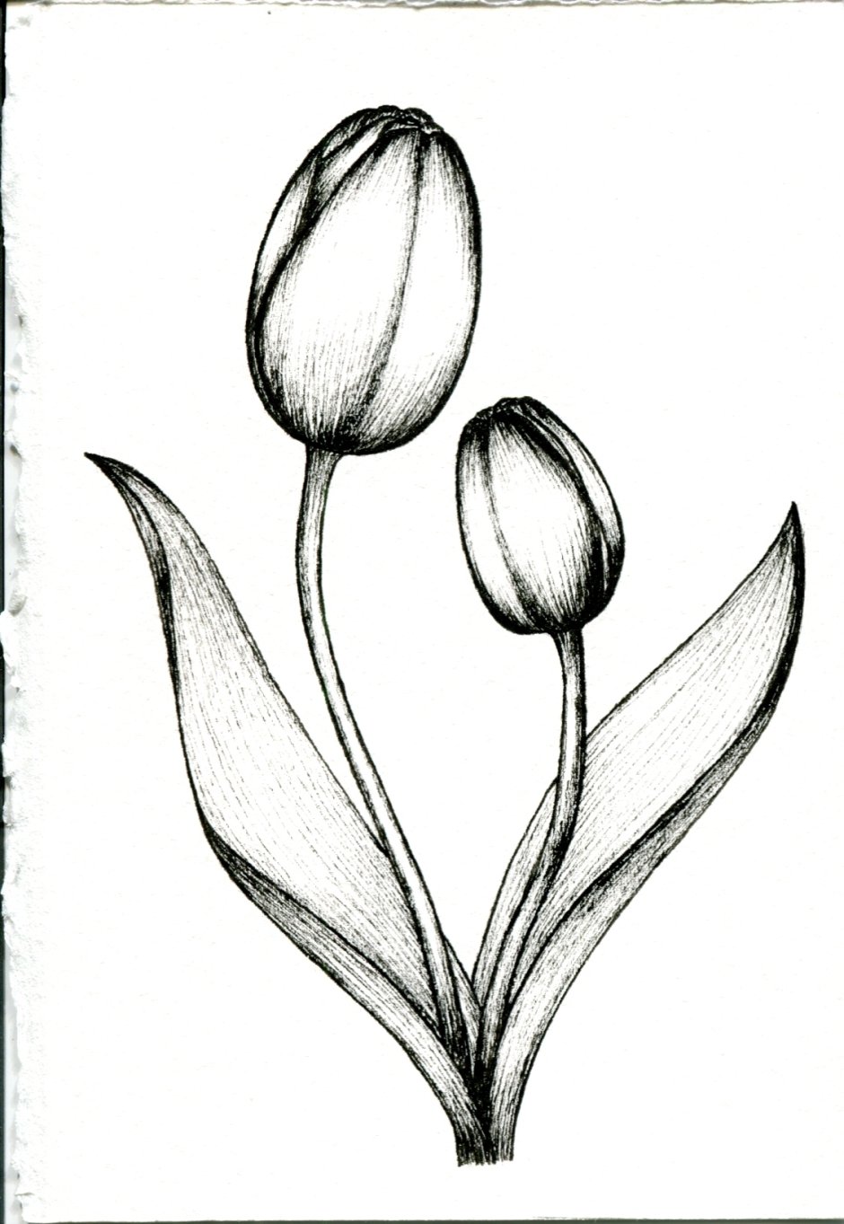 Тюльпан рисунок карандашом
