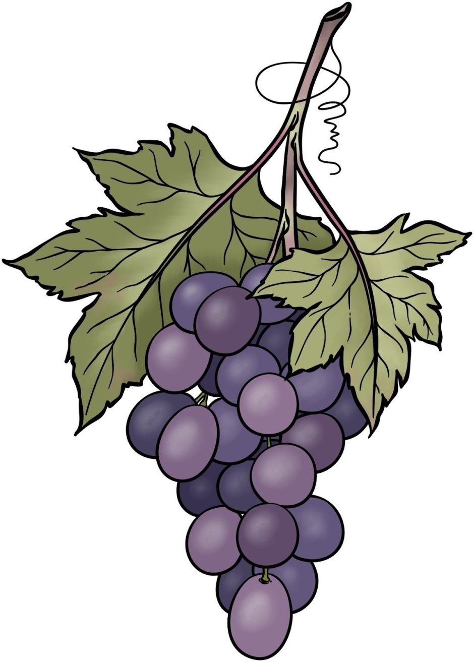 Рисование гроздь винограда