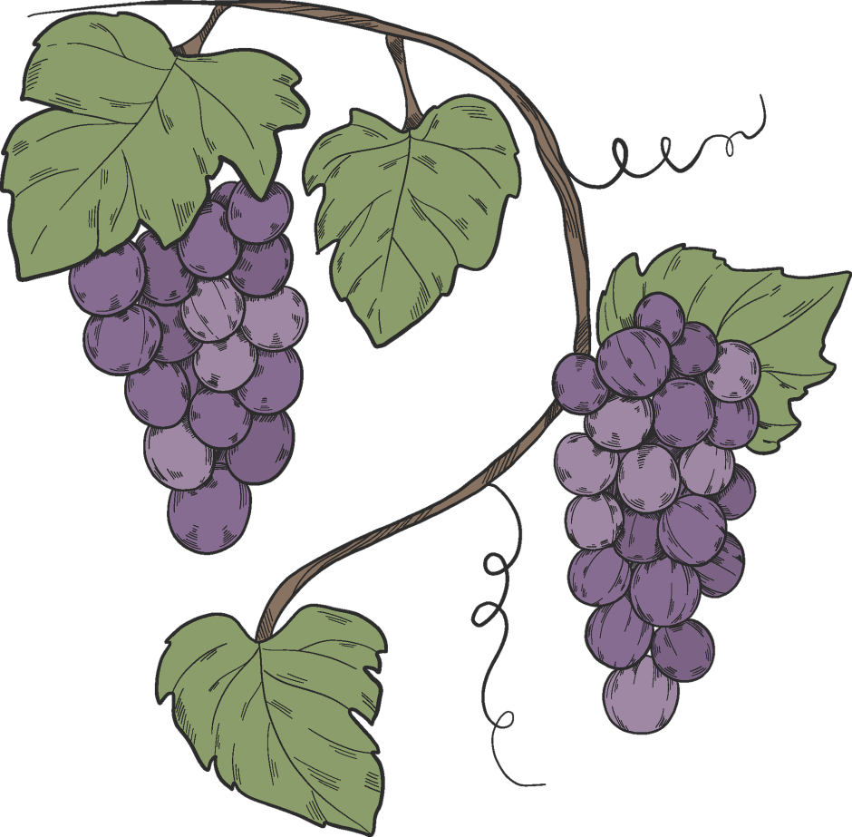 Виноград для рисования