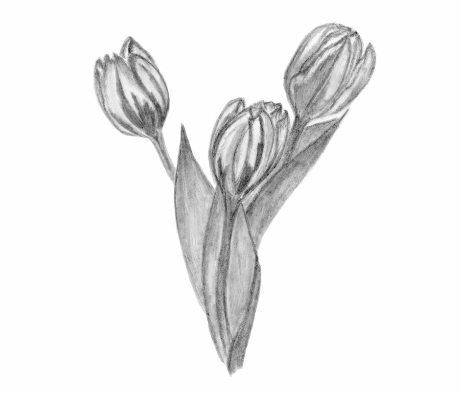Цветы карандашом тюльпаны