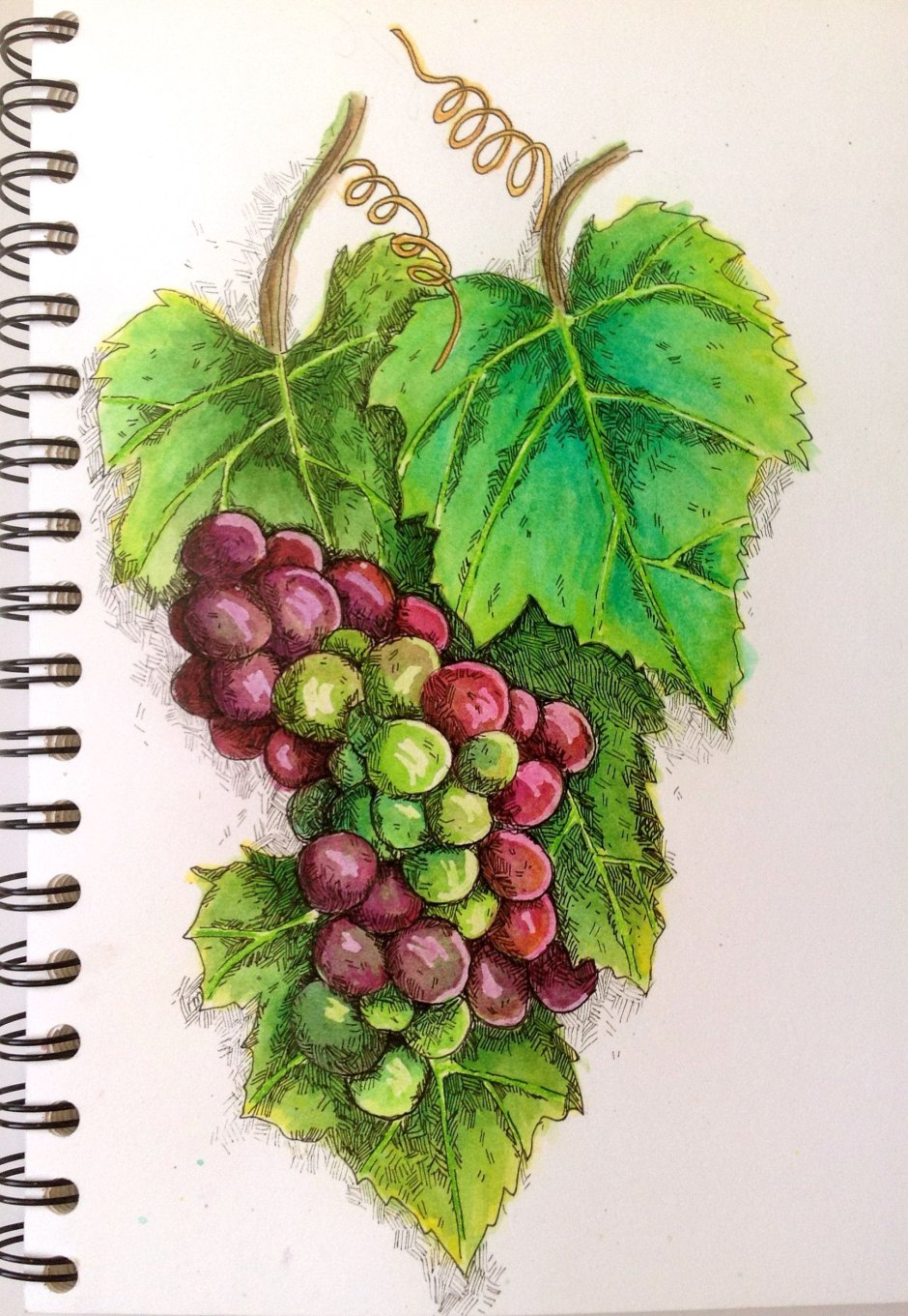 Виноград рисунок скетч