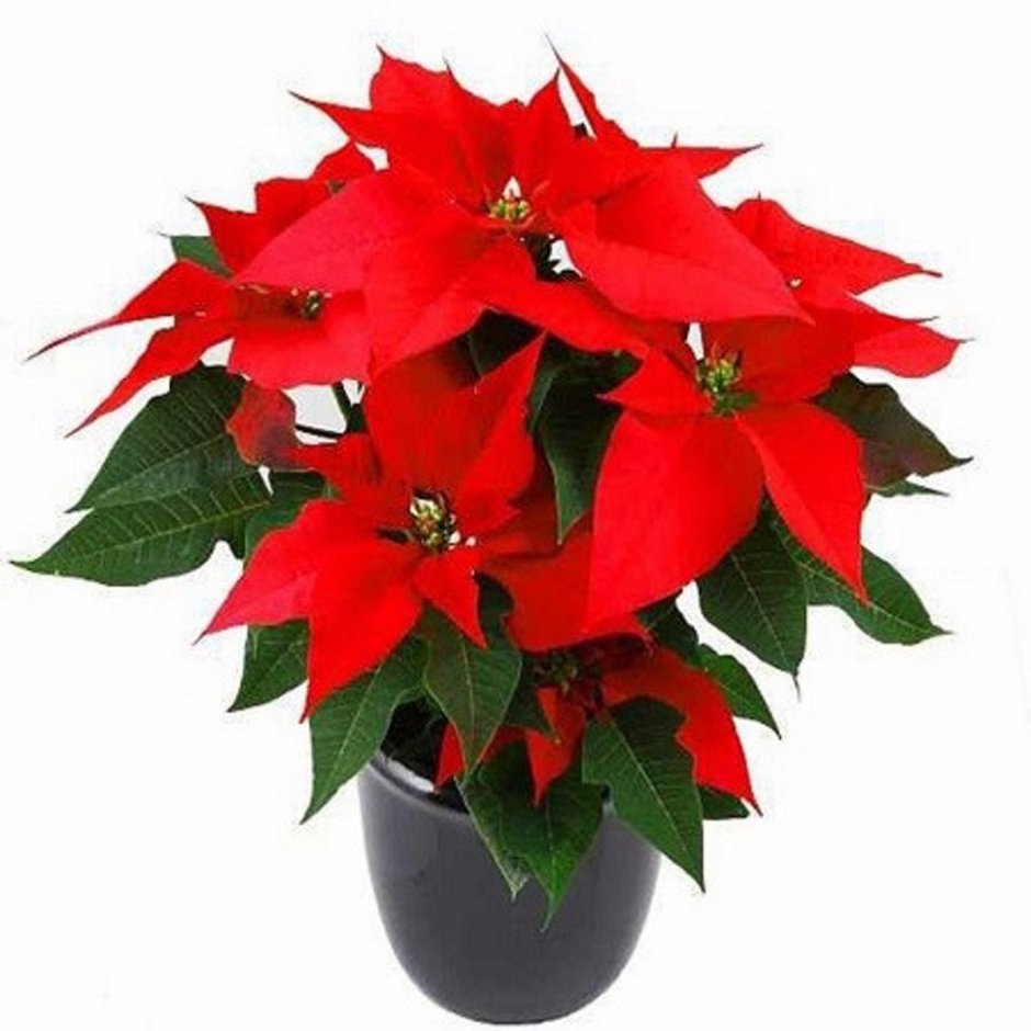 Пуансеттия (цветок Рождественская звезда)