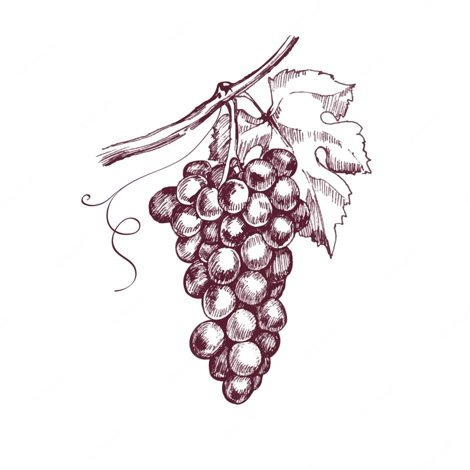 Виноград набросок