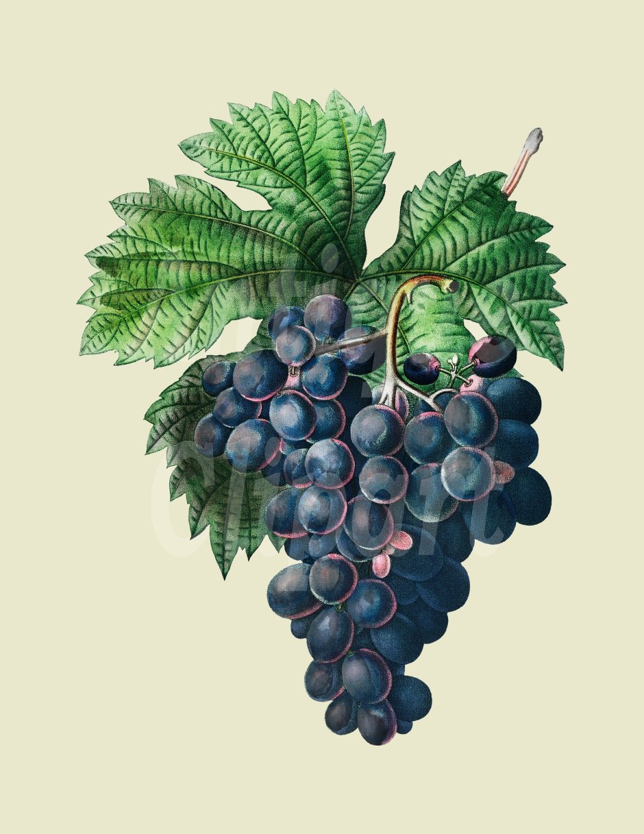 Виноград Vitis