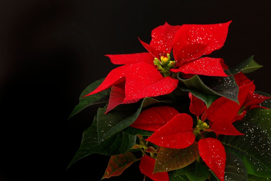 Пуансеттия (цветок Рождественская звезда)
