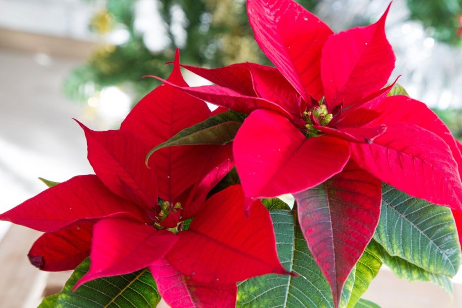 Рождественский цветок пуансетия
