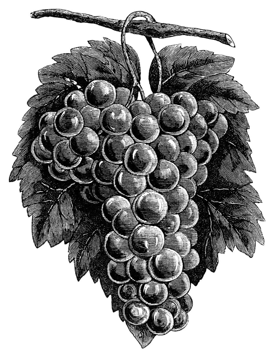 Виноградная гроздь гравюра