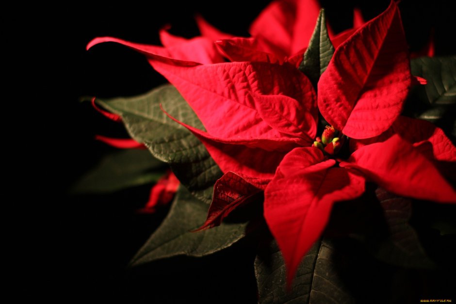 Рождественский цветок пуансетия